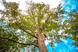 Daleville, VA Tree Care Services Company