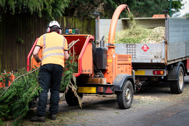 Best Tree and Shrub Care  in Daleville, VA