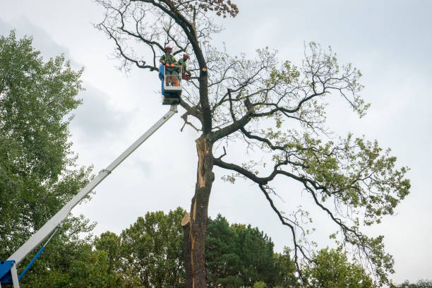 Best Tree Maintenance Programs  in Daleville, VA