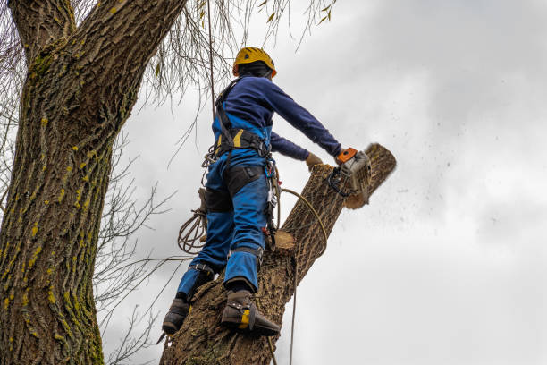 Best Stump Grinding and Removal  in Daleville, VA