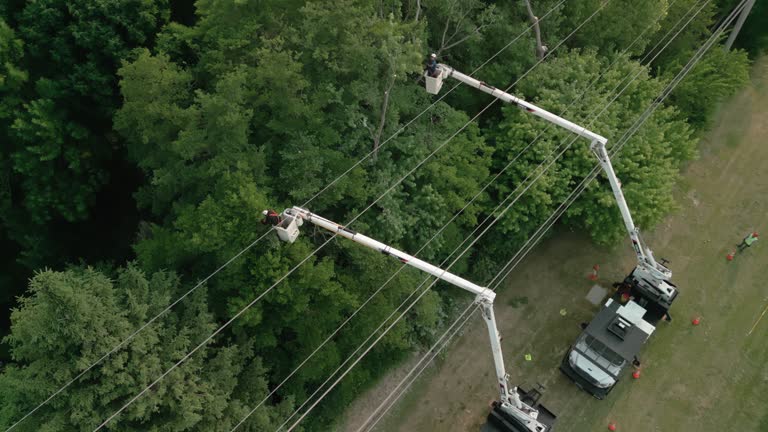 Best Palm Tree Trimming  in Daleville, VA