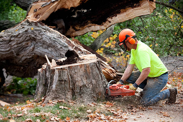 Best Seasonal Cleanup (Spring/Fall)  in Daleville, VA