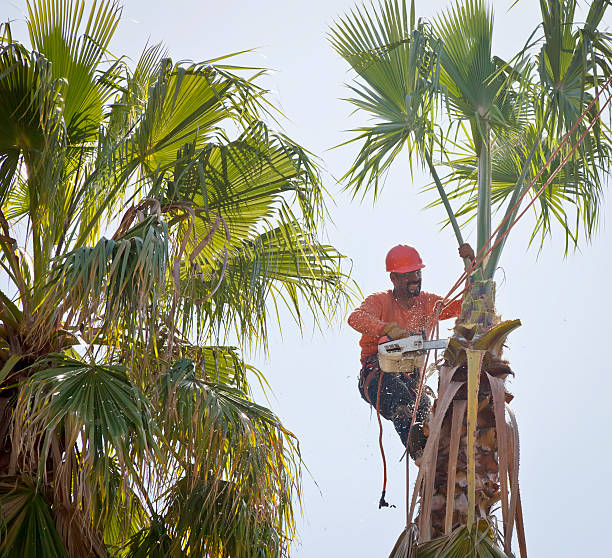 Best Arborist Consultation Services  in Daleville, VA