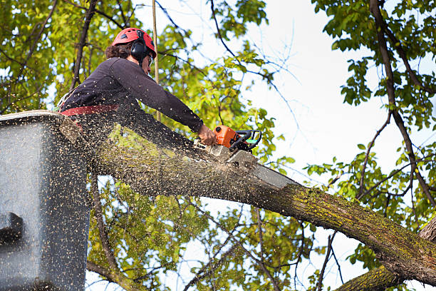 Best Hedge Trimming  in Daleville, VA